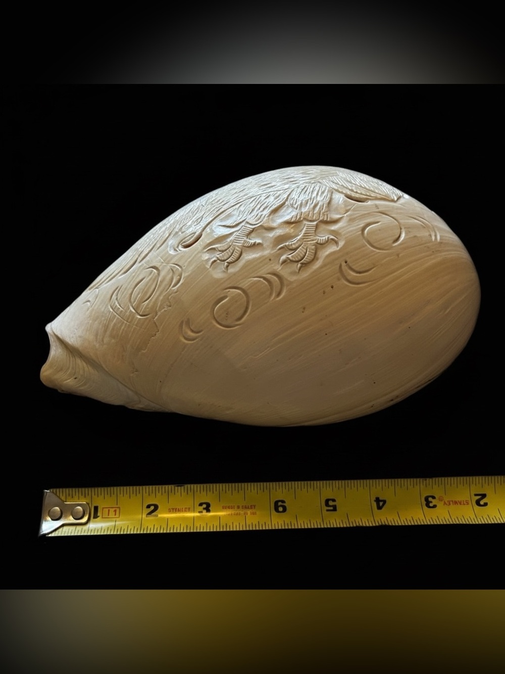 Large Carved Melo Melo Shell with Bird Motiff - 10 inches long